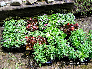 Flowers for the garden