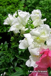 Dwarf snapdragons