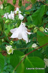 Columbines by the side of the road
