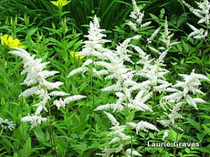 Astilbe, the fairy flower of the garden