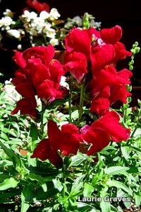 Dwarf snapdragons 