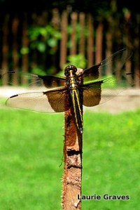 Little winged visitor in the backyard