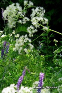 Beauty by the side of the road