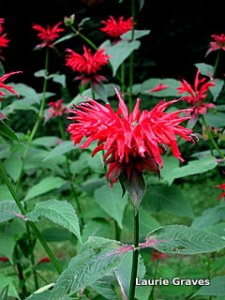 Bee Balm