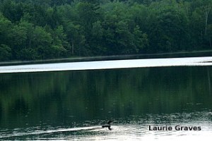 Suspicions confirmed. The loon was too far away for me to get a good shot with my little Cannon.