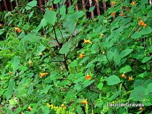 Glowing jewelweed