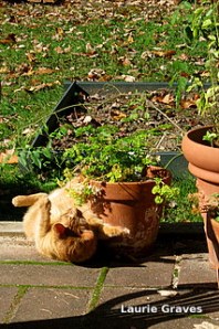 Silly cat by the parsely