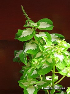 Coleus, untouched by frost