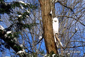 Snow owl