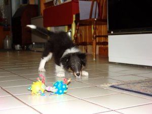 Liam in his Tasmanian devil phase