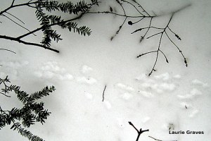 Little tracks in the snow