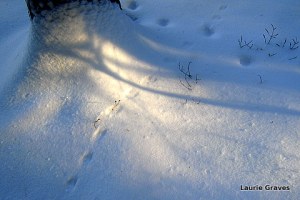 Tracks and more blue shadows