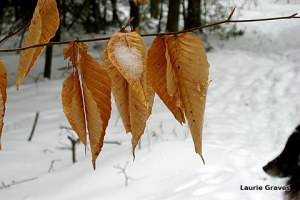 Winter leaves and a noble profile