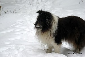 Liam, dog of the north