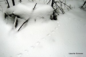 Little tracks in the woods. I can't resist taking a picture of them.