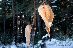 Beech leaves