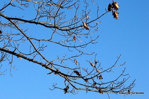 Bare branches against blue sky
