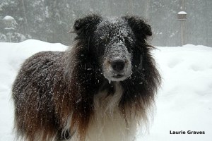 Snow dog, aka Liam