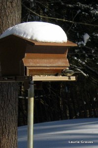 Chickadee at the feeder and blue shadows in back