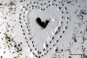 The photo I used for this years Valentine’s card. I froze my little fingers making that bird-seed heart in the backyard.