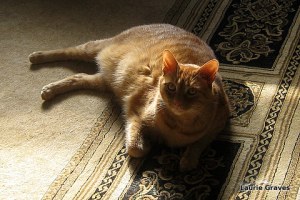 Sherlock, the bruiser