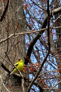 A goldfinch casing the yard