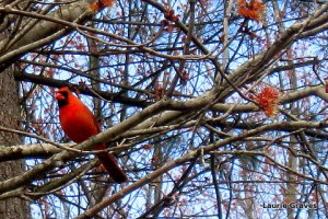 Mr. Cardinal, in all his red glory