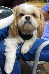 Cute-as-a button Bernie