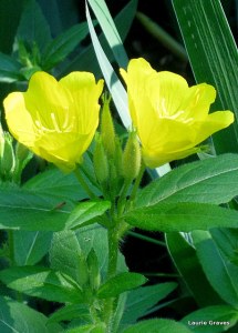 By a wonderful coincidence, the evening primroses opened on this happy day.