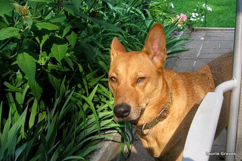 Holly, with an expression that indicates, "Enough with the pictures, already.)