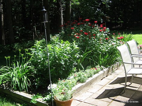 The backyard coming into bloom.