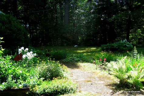 The front yard, surrounded by trees