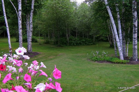 The lovely backyard where the party was hosted.