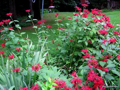 The bee balm, knocked by the rain