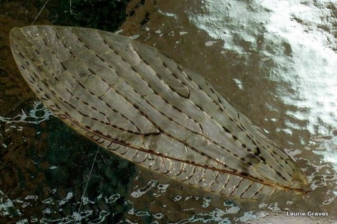 A wing found in the backyard