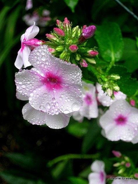 Phlopping phlox pretty after the rain