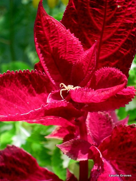 Little creature guarding the coleus