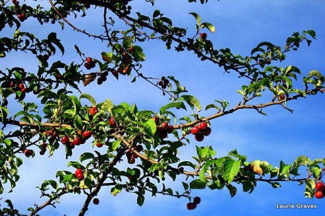 Apples by the harbor. A Laurie kind of picture