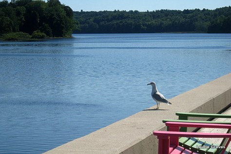 A gull likes the view, too