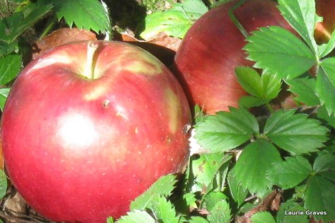 The ones that didn't get away