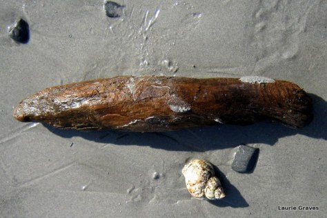 Wood and shell on sand