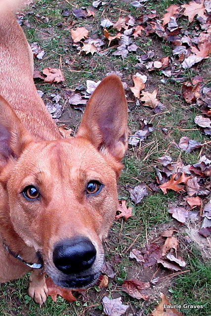 Holly, alert and always ready to have her picture taken