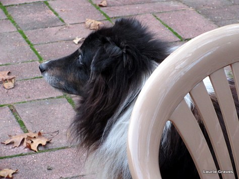 Liam, the senior dog