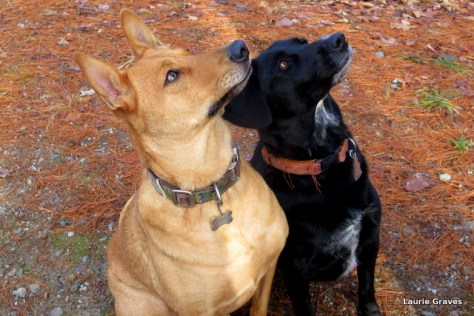 Waiting at attention for treats