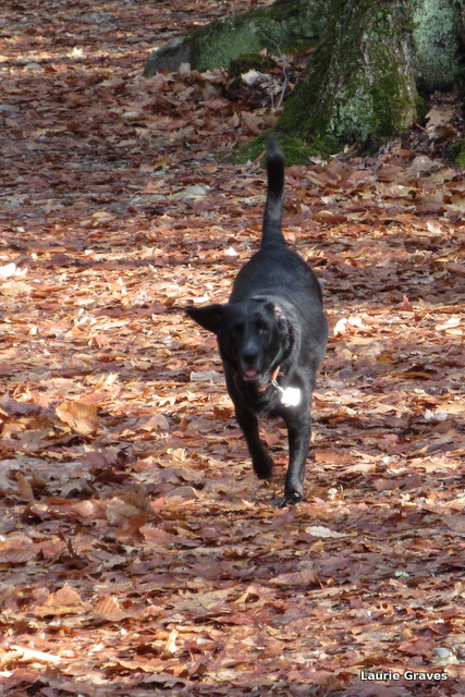 Somara running lickety-split