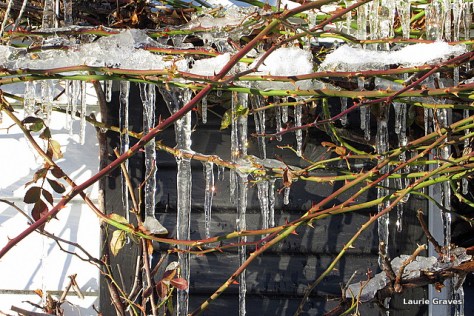 Icicles on roses 