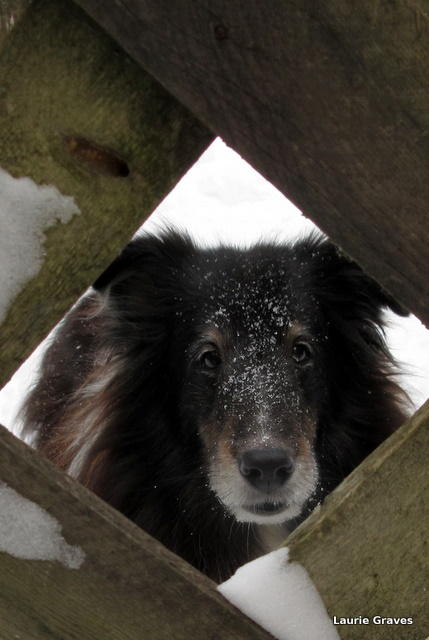Looking through the gate