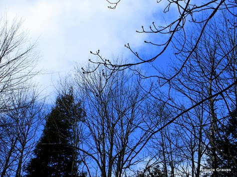 With their little buds against a blue sky, the trees, at least, think it's spring.