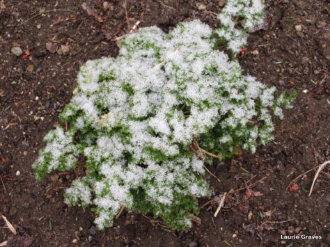 Snow on parsley