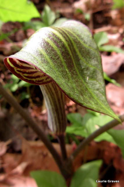 Jack, the pride of the backyard